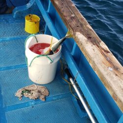 海龍丸（石川） 釣果