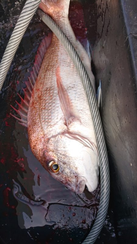 だて丸 釣果