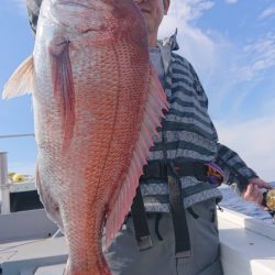 だて丸 釣果