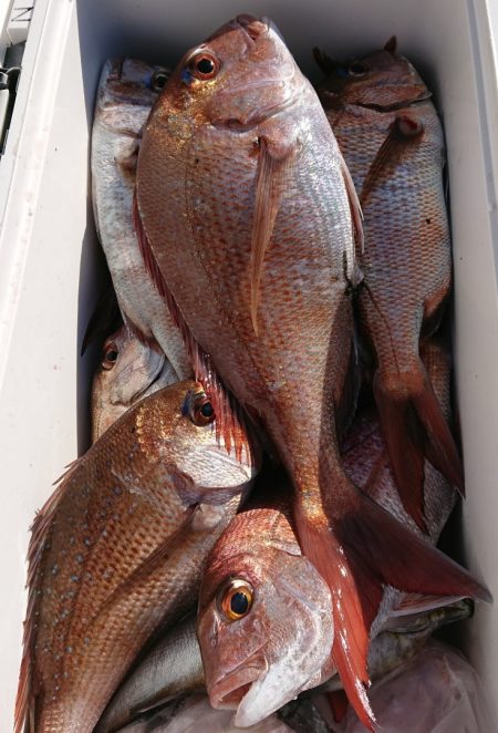 シースナイパー海龍 釣果