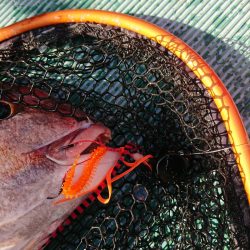 鷹王丸 釣果