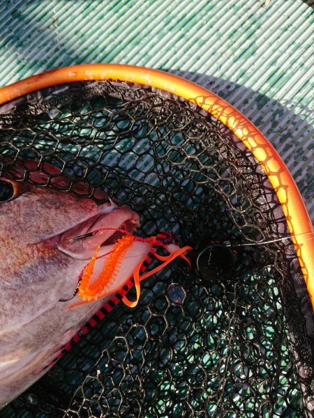 鷹王丸 釣果