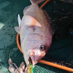 鷹王丸 釣果