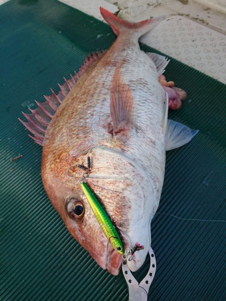 鷹王丸 釣果