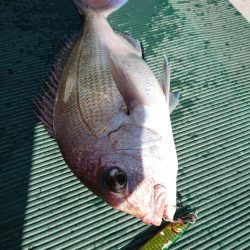 鷹王丸 釣果