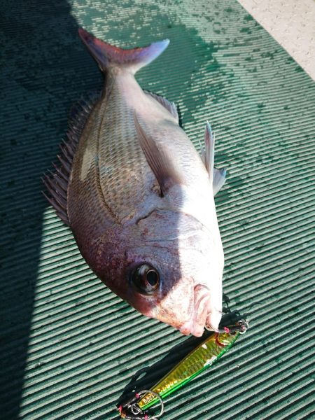 鷹王丸 釣果