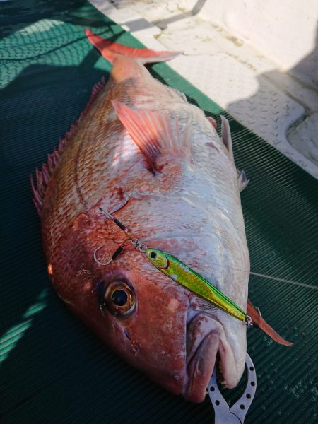 鷹王丸 釣果