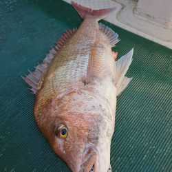 鷹王丸 釣果