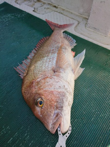 鷹王丸 釣果