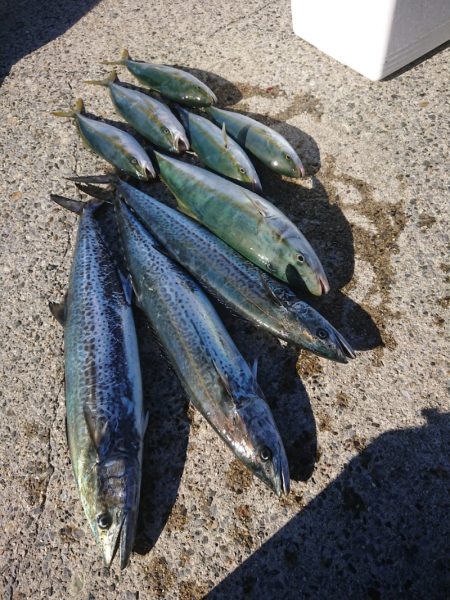 ありもと丸 釣果