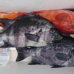 しば渡船 釣果