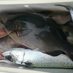 しば渡船 釣果