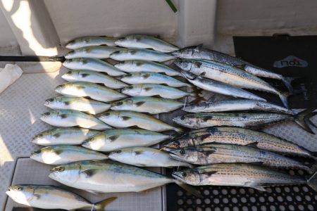 浜栄丸 釣果