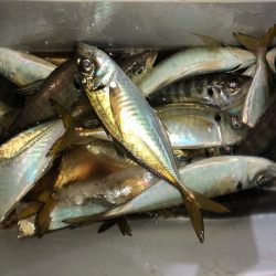 ヤザワ渡船 釣果