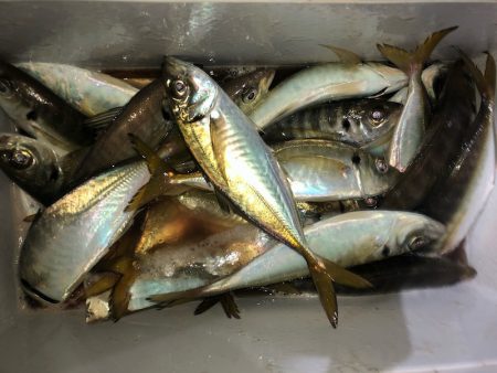 ヤザワ渡船 釣果