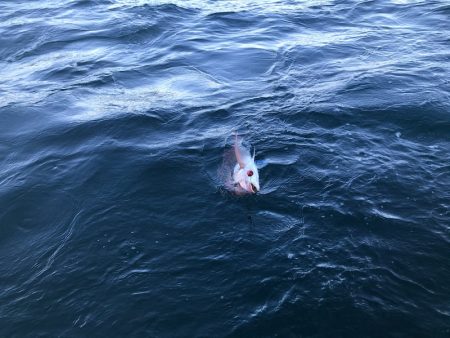 龍神丸（鹿児島） 釣果