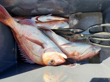 富士丸 釣果