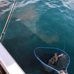 「LaGooN」蒼陽丸 日和号　 釣果