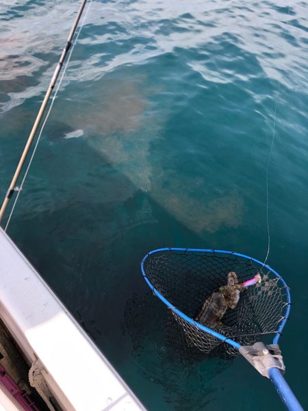 「LaGooN」蒼陽丸 日和号　 釣果