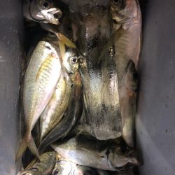 ヤザワ渡船 釣果