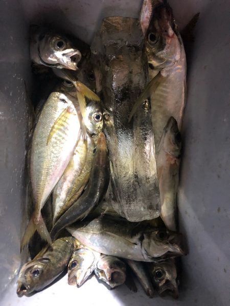 ヤザワ渡船 釣果