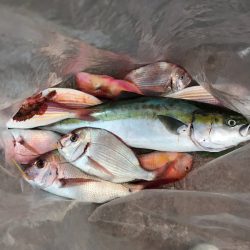 海季丸（みきまる） 釣果