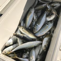 もと明丸 釣果