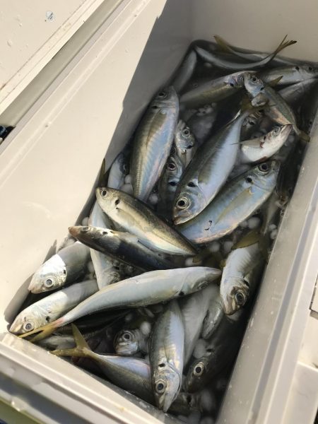 もと明丸 釣果