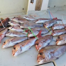 KIM Fishing Guide Service 釣果