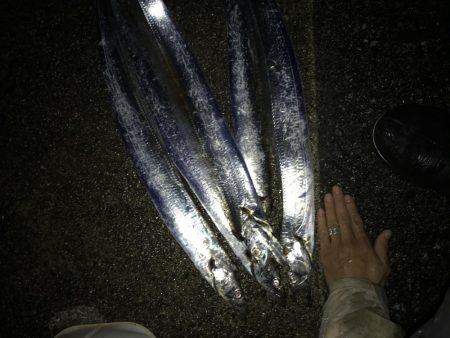 12月2日神戸太刀魚、大サバ