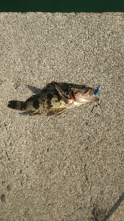 久しぶりの根魚釣り