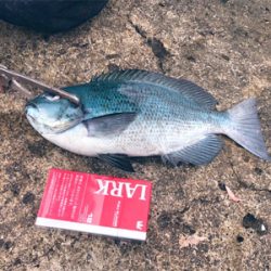 室戸岬漁港 陸っぱり 釣り 魚釣り 釣果情報サイト カンパリ