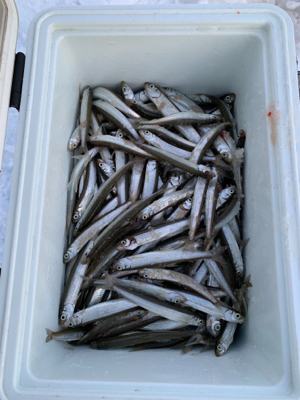 釣り納めは大爆釣 北海道 サビキ チカ 陸っぱり 釣り 魚釣り 釣果情報サイト カンパリ