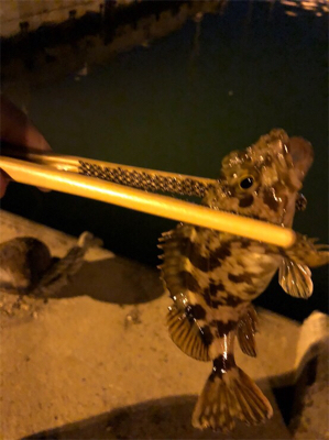 明石の漁港にアジ調査してきました。