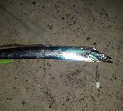 今日も夜テンヤで太刀魚