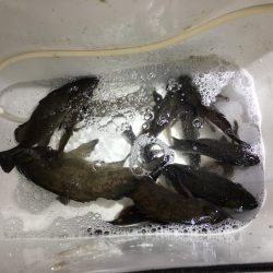 最高の釣り納めです