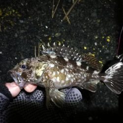 【釣り】南港へち釣行 （12/28 南港ヘチ釣り ガシラ、フグ (笑) 釣果有り）