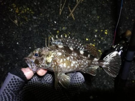 【釣り】南港へち釣行 （12/28 南港ヘチ釣り ガシラ、フグ (笑) 釣果有り）