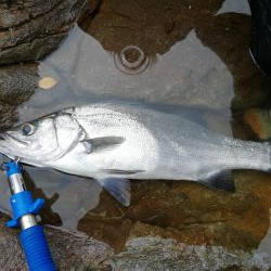 釣り納めでサイズアップ