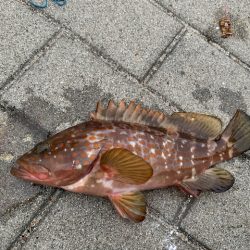 この時期に太刀魚つ抜け　