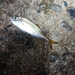 まだ釣れる