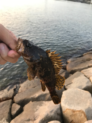 芦屋浜アジング