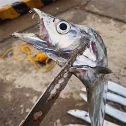 今年最後の太刀魚釣行