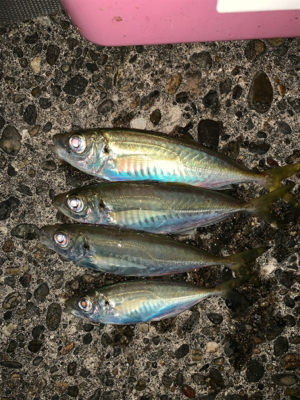 松部港にてアジサビキ釣り