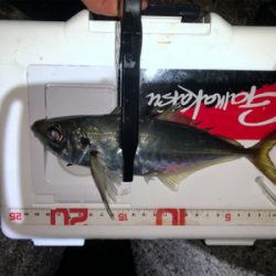 釣り納めできない　爆釣！