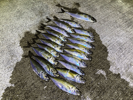 瀬戸内の島アジング（2019-22)