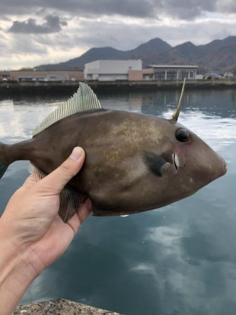 カワハギ釣り 広島 横島 胴突 ウマヅラ 陸っぱり 釣り 魚釣り 釣果情報サイト カンパリ