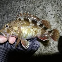 【釣り】南港へち釣行 （12/28 南港ヘチ釣り ガシラ、フグ (笑) 釣果有り）