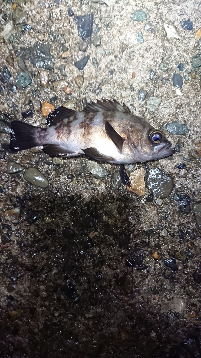 まだ釣れる