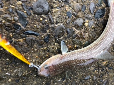 ガシラはあるけど、青物が…